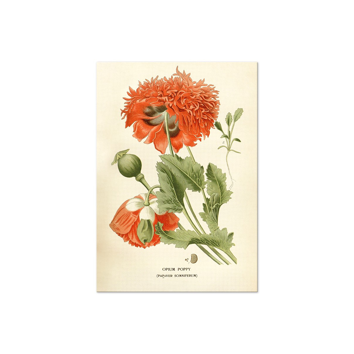 Постер "Opium poppy Art"