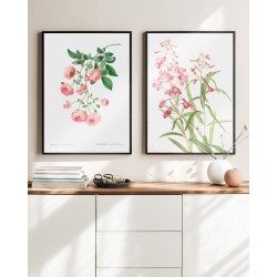 Постер "Japanese rose centifolia. Botanical flowers"