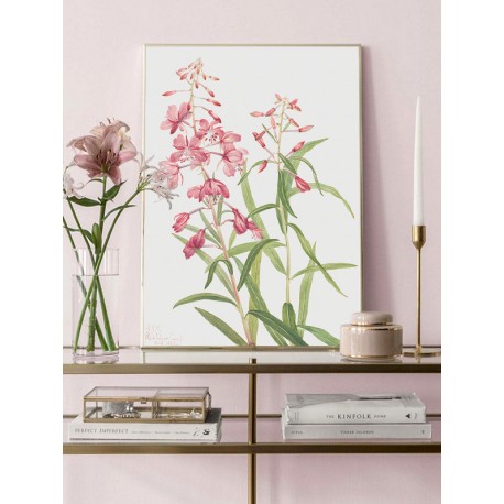 Постер "Epilobium angustifolium. Botanical flowers"