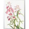Постер "Epilobium angustifolium. Botanical flowers"