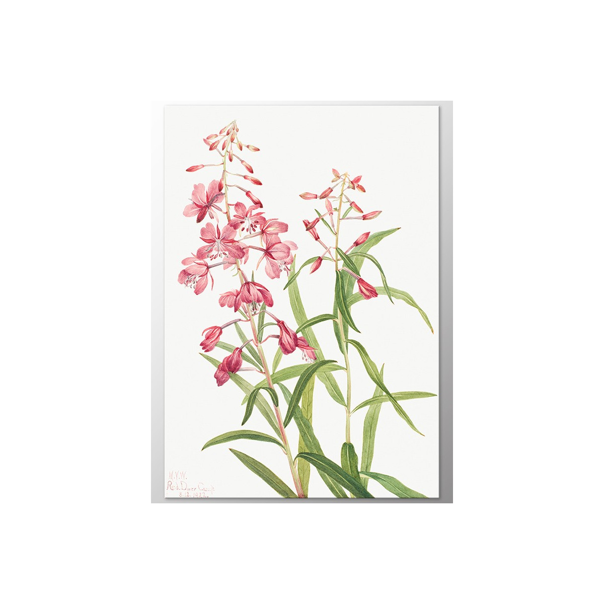 Постер "Epilobium angustifolium. Botanical flowers"