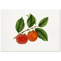 Комплект постерів "Смачна подорож"