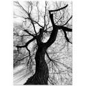 Постер "Tree silhouette"