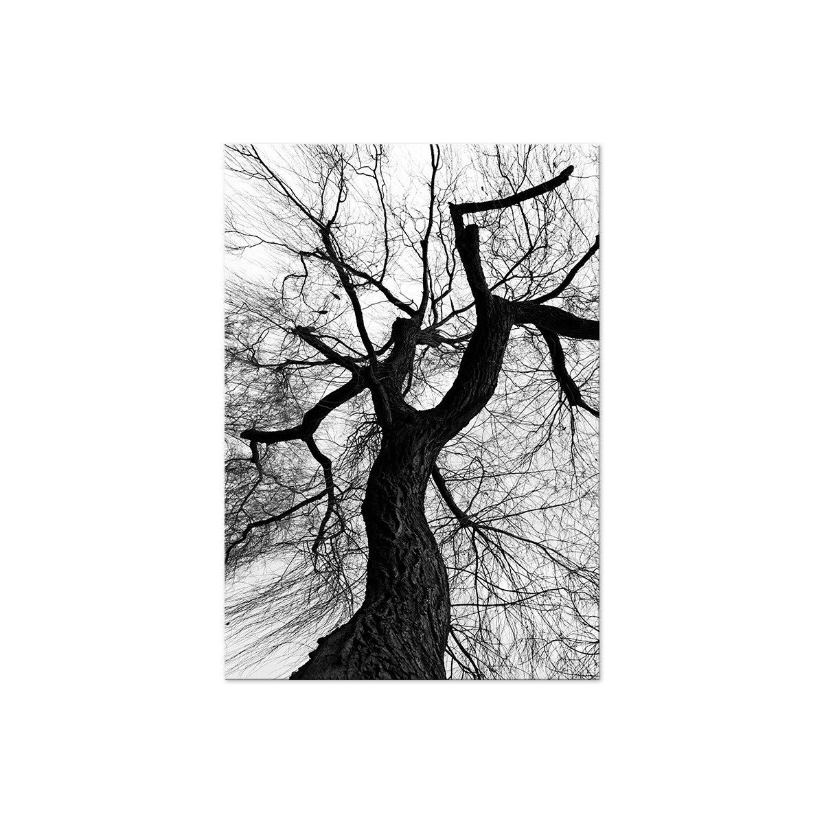 Постер "Tree silhouette"
