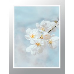 Постер "Вишневый цвет"