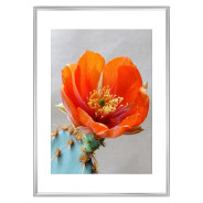 Постер "Opuntia aciculata"