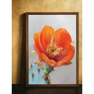 Постер "Opuntia aciculata"