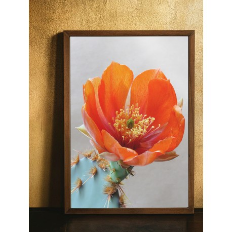 Постер "Opuntia aciculata"