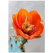 Постер "Opuntia aciculata"