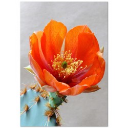 Постер "Opuntia aciculata"
