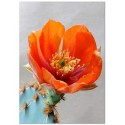 Постер "Opuntia aciculata"