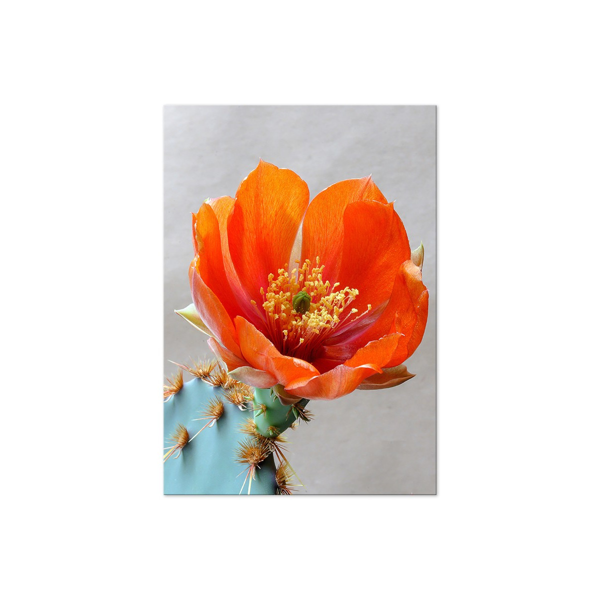 Постер "Opuntia aciculata"