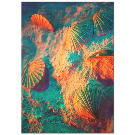 Постер "Seashell"
