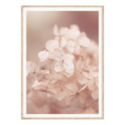 Постер "Гортензия пастельная"