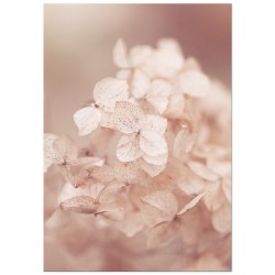 Постер "Гортензия пастельная"