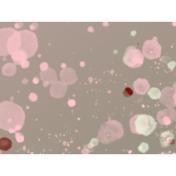 Постер "Rose confetti ombre"