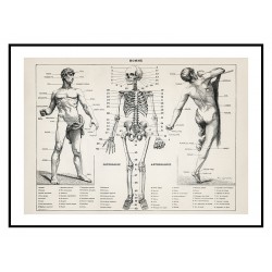 Постер "Античная иллюстрация человеческого тела. Ларусс, Пьер Ож и Клод. 1900 г"