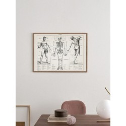 Постер "Античная иллюстрация человеческого тела. Ларусс, Пьер Ож и Клод. 1900 г"