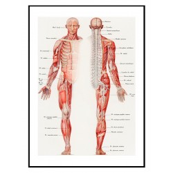 Постер "Винтажный плакат по анатомии. Тело человека"