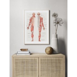 Постер "Винтажный плакат по анатомии. Тело человека"