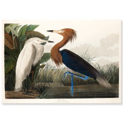 Постер "Фиолетовая цапля. Джон Джеймс Одюбон. 1835"