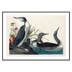 Постер "Краснозобая гагара. Джон Джеймс Одюбон. 1785"