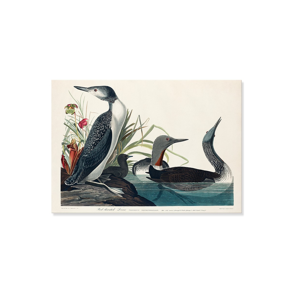 Постер "Краснозобая гагара. Джон Джеймс Одюбон. 1785"