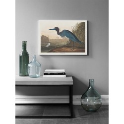 Постер "Синий журавль или цапля. Джон Джеймс Одюбон. 1836"