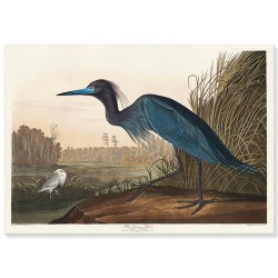 Постер "Синий журавль или цапля. Джон Джеймс Одюбон. 1836"