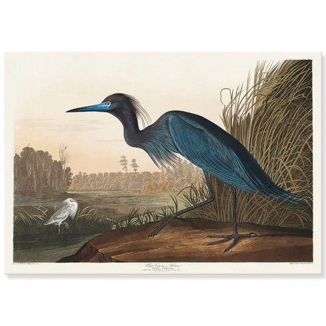 Постер "Блакитний журавель або чапля. Джон Джеймс Одубон. 1836"