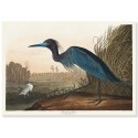 Постер "Синий журавль или цапля. Джон Джеймс Одюбон. 1836"