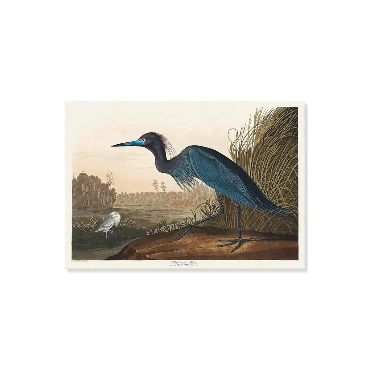 Постер "Блакитний журавель або чапля. Джон Джеймс Одубон. 1836"