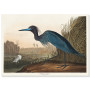 Постер "Блакитний журавель або чапля. Джон Джеймс Одубон. 1836"