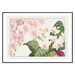 Постер "Винтажная орхидея. Конан Танигами. 1917"