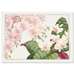 Постер "Винтажная орхидея. Конан Танигами. 1917"