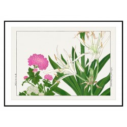 Постер "Комбретум крупноцветковый. Конан Танигами.1917"