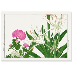 Постер "Комбретум крупноцветковый. Конан Танигами.1917"