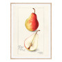Постер "Vintage Pear. Botanical illustration"