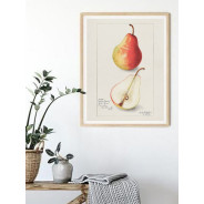 Постер "Vintage Pear. Botanical illustration"