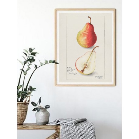 Постер "Vintage Pear. Botanical illustration"