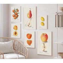 Постер "Vintage Pear. Botanical illustration"