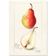 Постер "Vintage Pear. Botanical illustration"