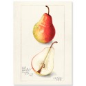 Постер "Vintage Pear. Botanical illustration"