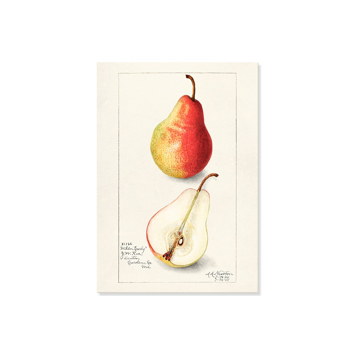 Постер "Vintage Pear. Botanical illustration"