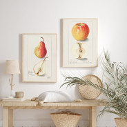 Постер "Vintage Apple. Botanical illustration"