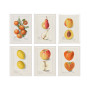 Постер "Vintage Apple. Botanical illustration"