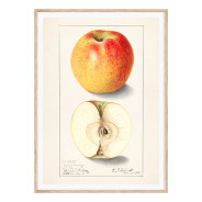 Постер "Vintage Apple. Botanical illustration"