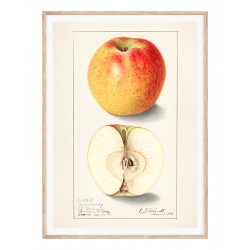 Постер "Vintage Apple. Botanical illustration"