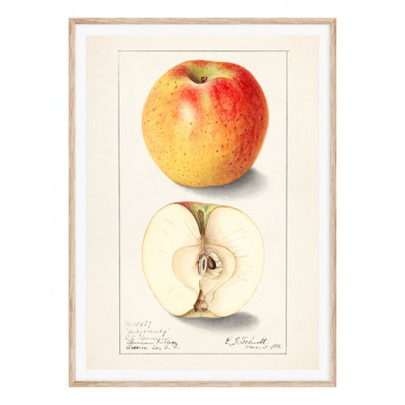 Постер "Vintage Apple. Botanical illustration"