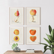 Постер "Vintage Apple. Botanical illustration"